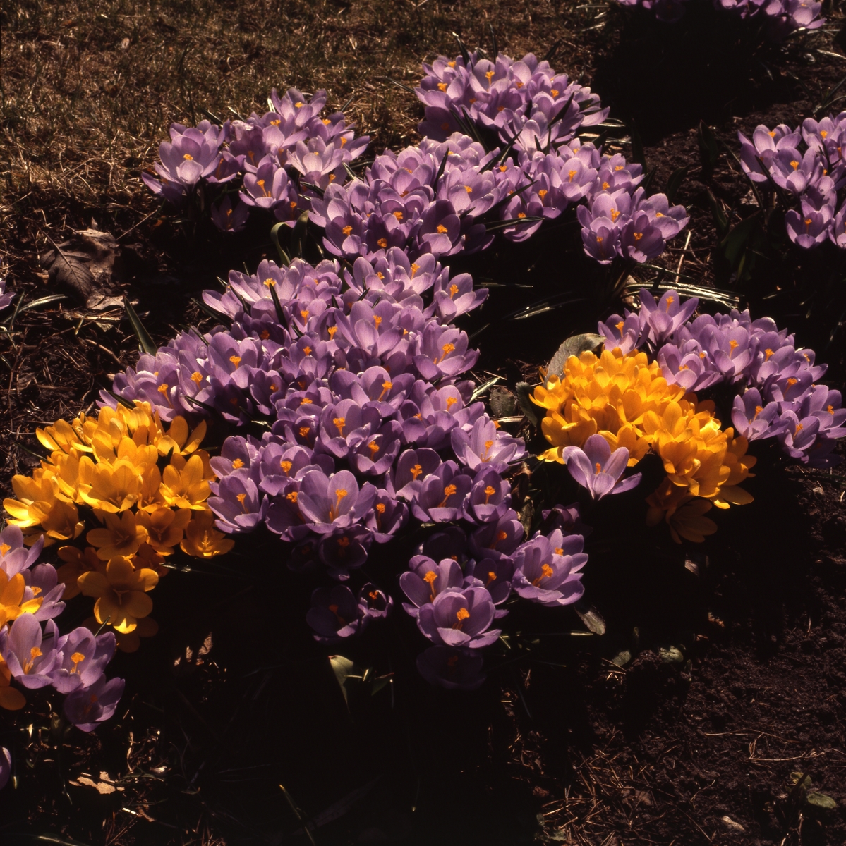 Blommande krokus i grupp, 1981.