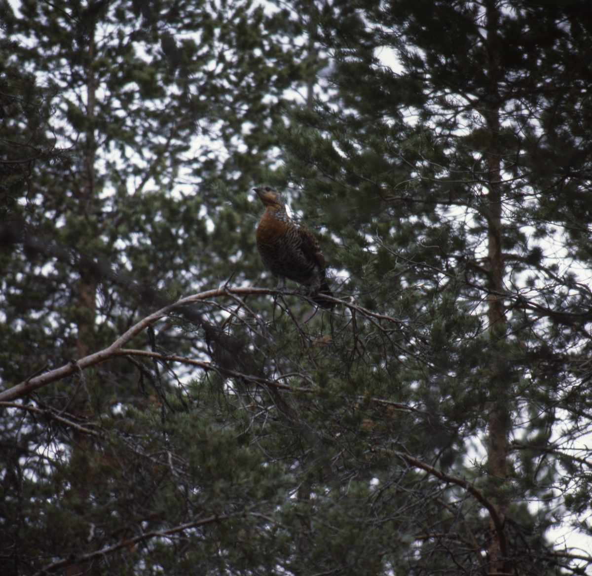 Tjäderhöna på en gren i barrskog maj 1980.