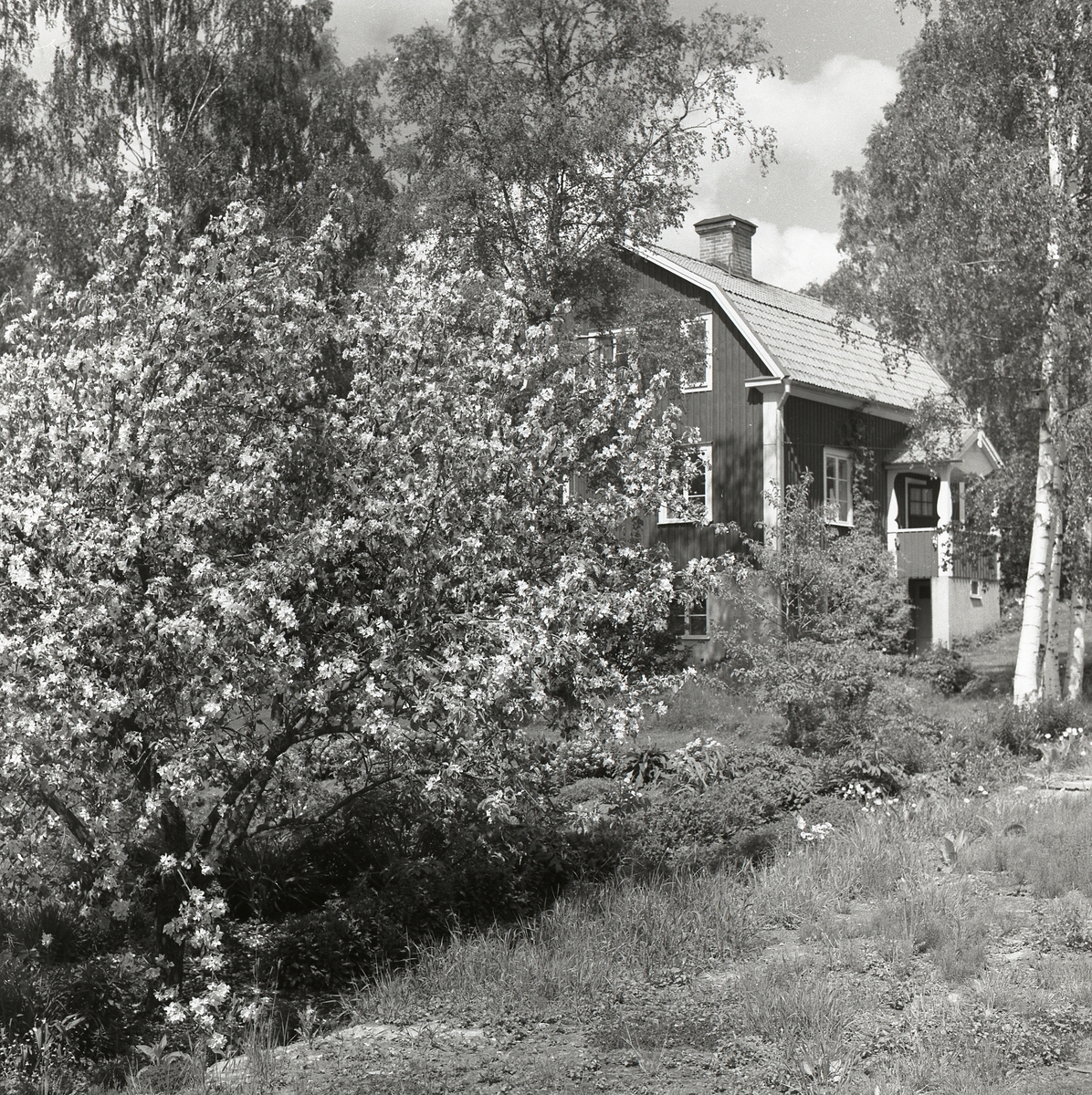 Billows gården och blommande äppelträd, Växbo 12 juni 1956.