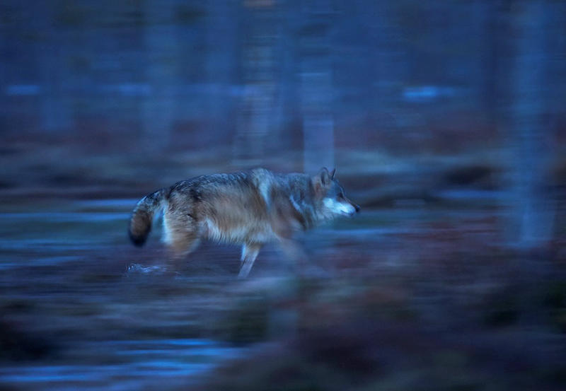 Wolf running at dusk