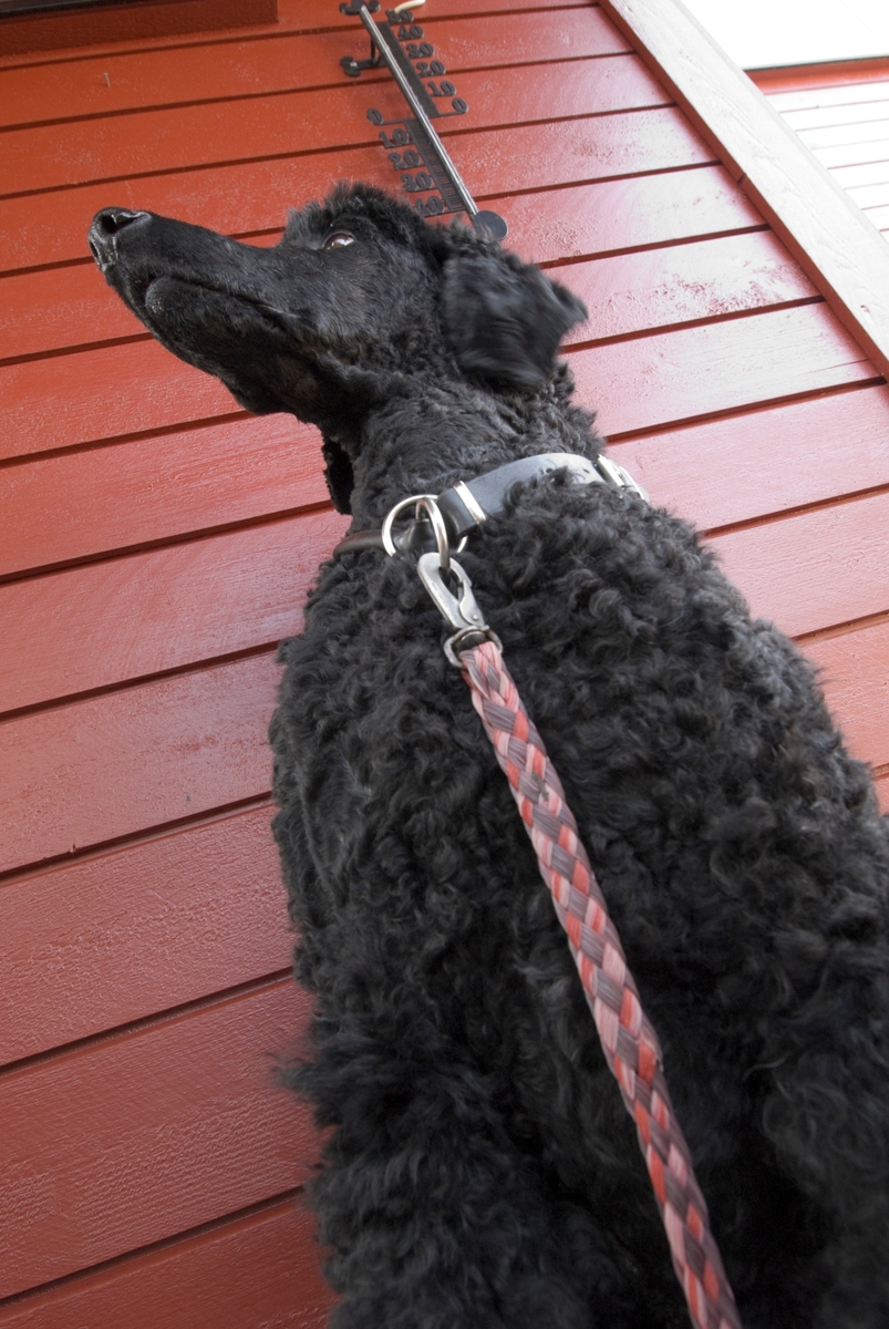 Hunden Pedro med halsbånd og hundeline.