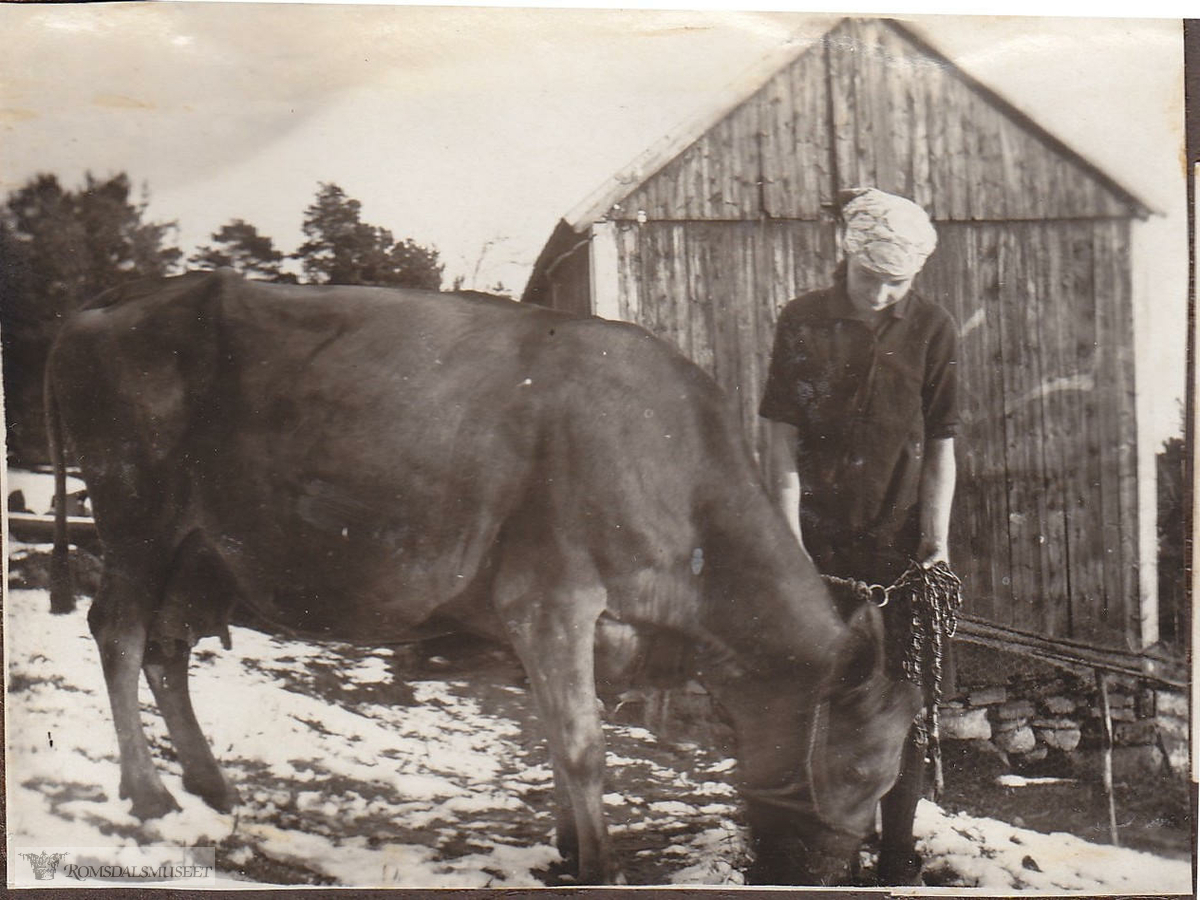 Margot Hol med ku utenfor låven ca 1925.