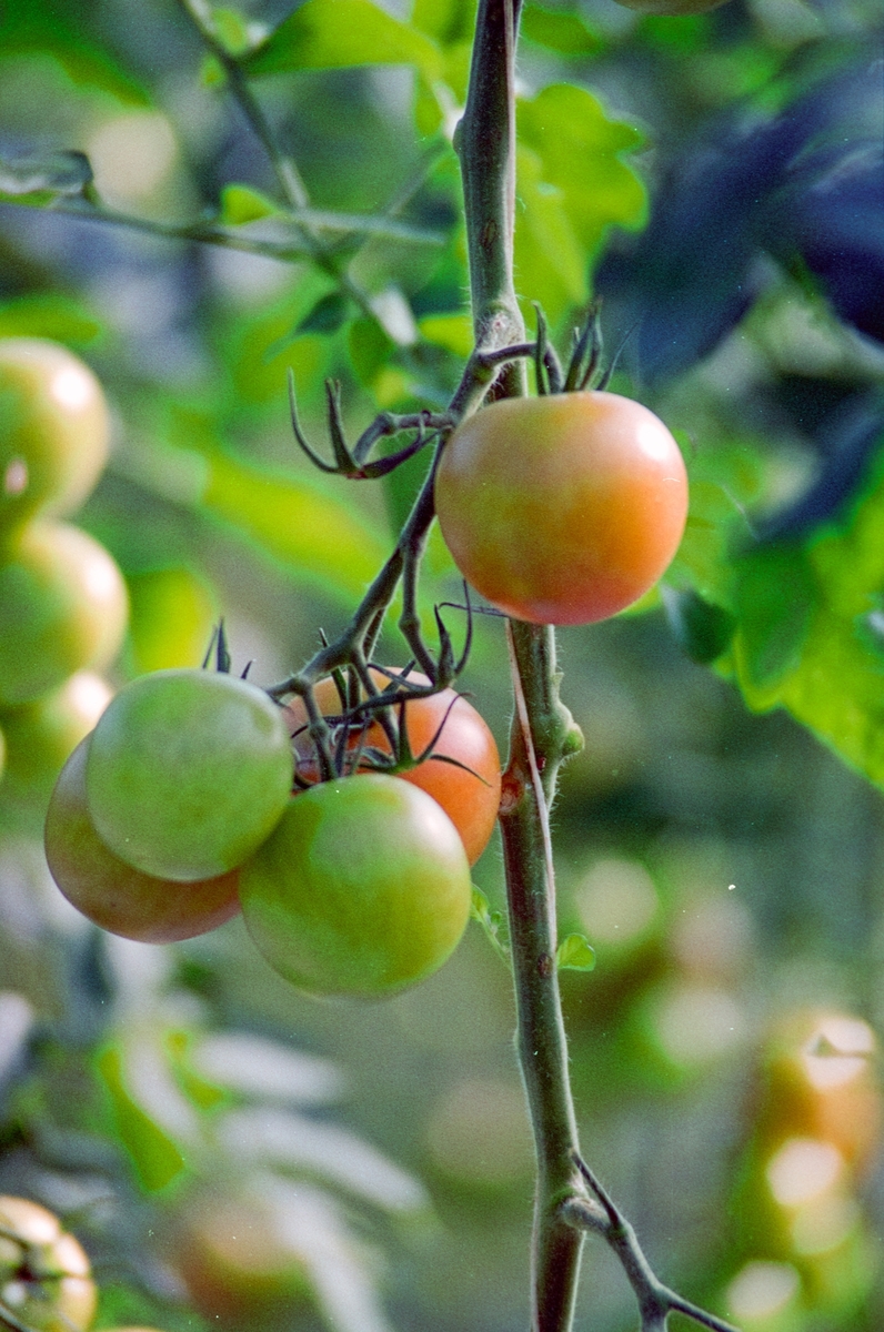drivhus tomat planter