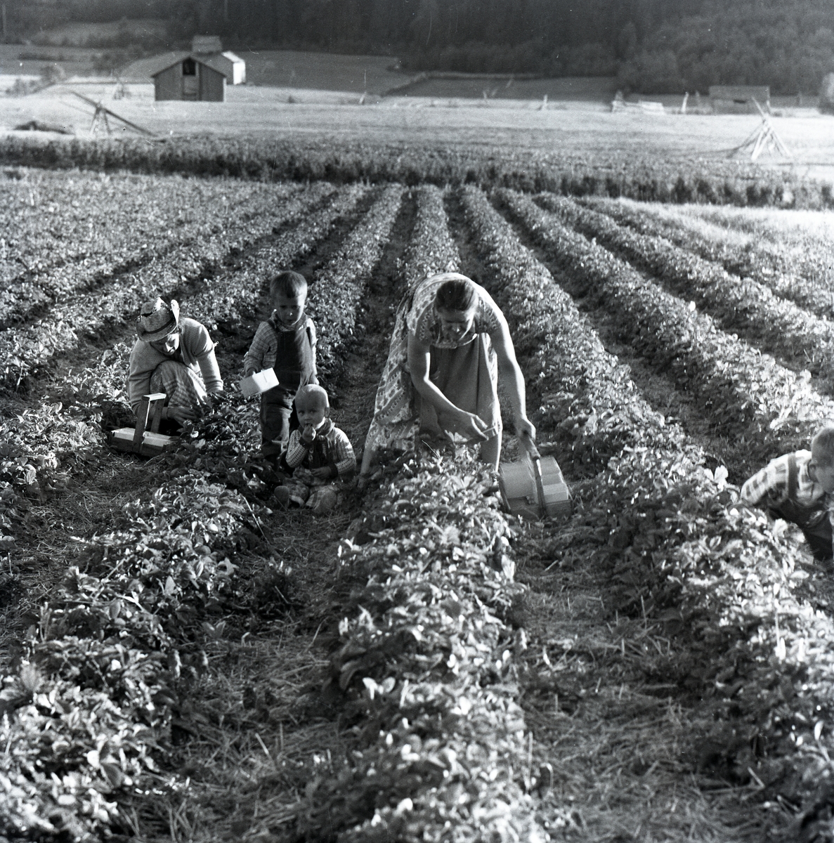 En kvinna och några barn plockar jordgubbar, 1955.