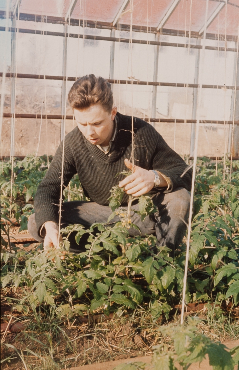 planter tomater mann drivhus