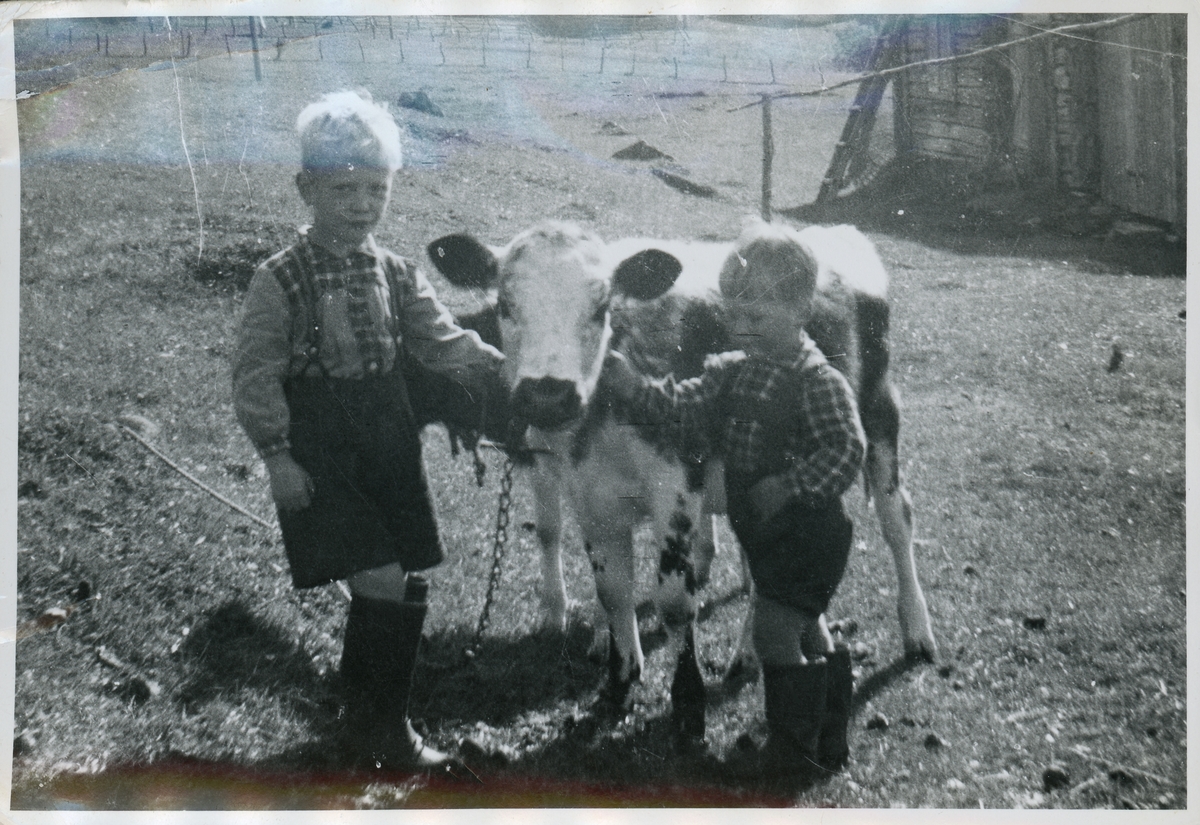 Gunnar og Stein Dybvik med en kalv.