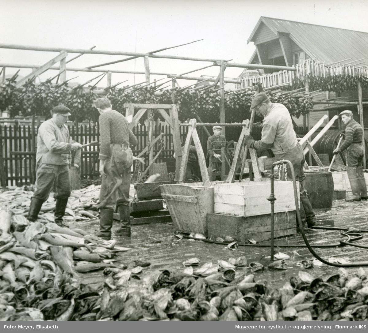 Honningsvåg. Arbeidslag i arbeid på kaia. Fiskehjeller med hau hengende til tørk. 1940.
