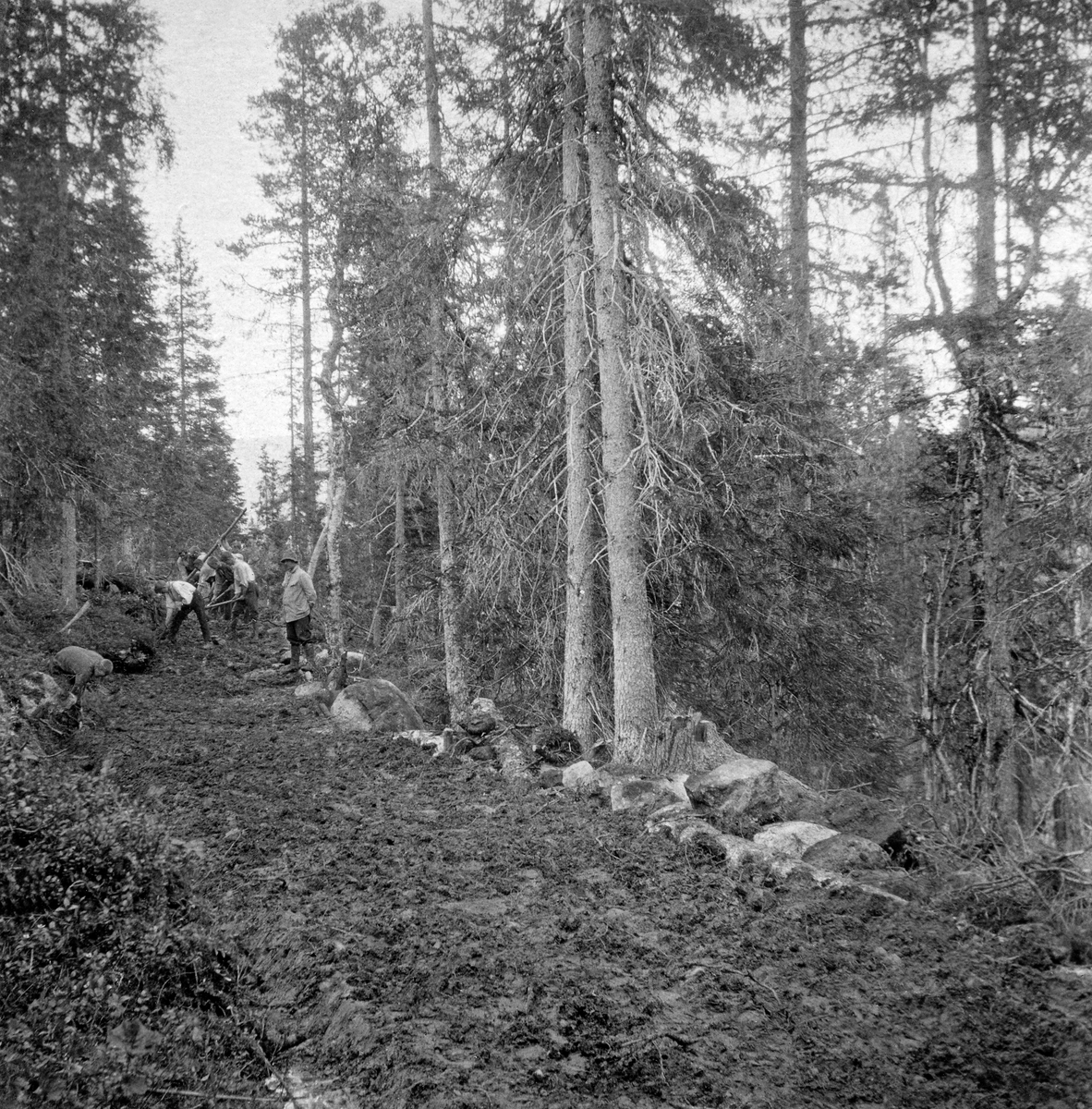 Skogsbilvegbygging i Furudal statsskog i Namdalseid i Nord-Trøndelag.  To fotografier fra samme vegbyggingsprosjekt er montert på samme kartotekkort i Statsskog-arkivet og utstyrt med samme arkivnummer, "791593". 

Fotrografiiet til venstre vister tre unge menn, en iført busserull og to i lyse skjorter, som arbeider med spade og hakker langsetter en avskoget trase i granskogen.  Karene fjerner antakelig lyng og ujevnheter på den lyngbevokste skogsbotnen, som skal bli veggrunn.  Bak de tre unge mennene står en skogfunksjonær med lys vindjakke og hatt og overvåker arbeidet.  Vegtraseen går gjennom granskog med innslag av bjørk, og med blåbærlyng som undervegetasjon. 

Fotografiet til høyre på kartotekkortet er fra samme vegbyggingsprosjekt.  Også her sees en del unge menn, muligens elever fra Steinkjer skogskole, i arbeid med hakker og spader under oppsyn av en skogfunksjonær i lys vindjakker og hatt.  De har planert vegtraseen og rullet større steinblokker til den nedoverskrånende sida av vegbanen. 