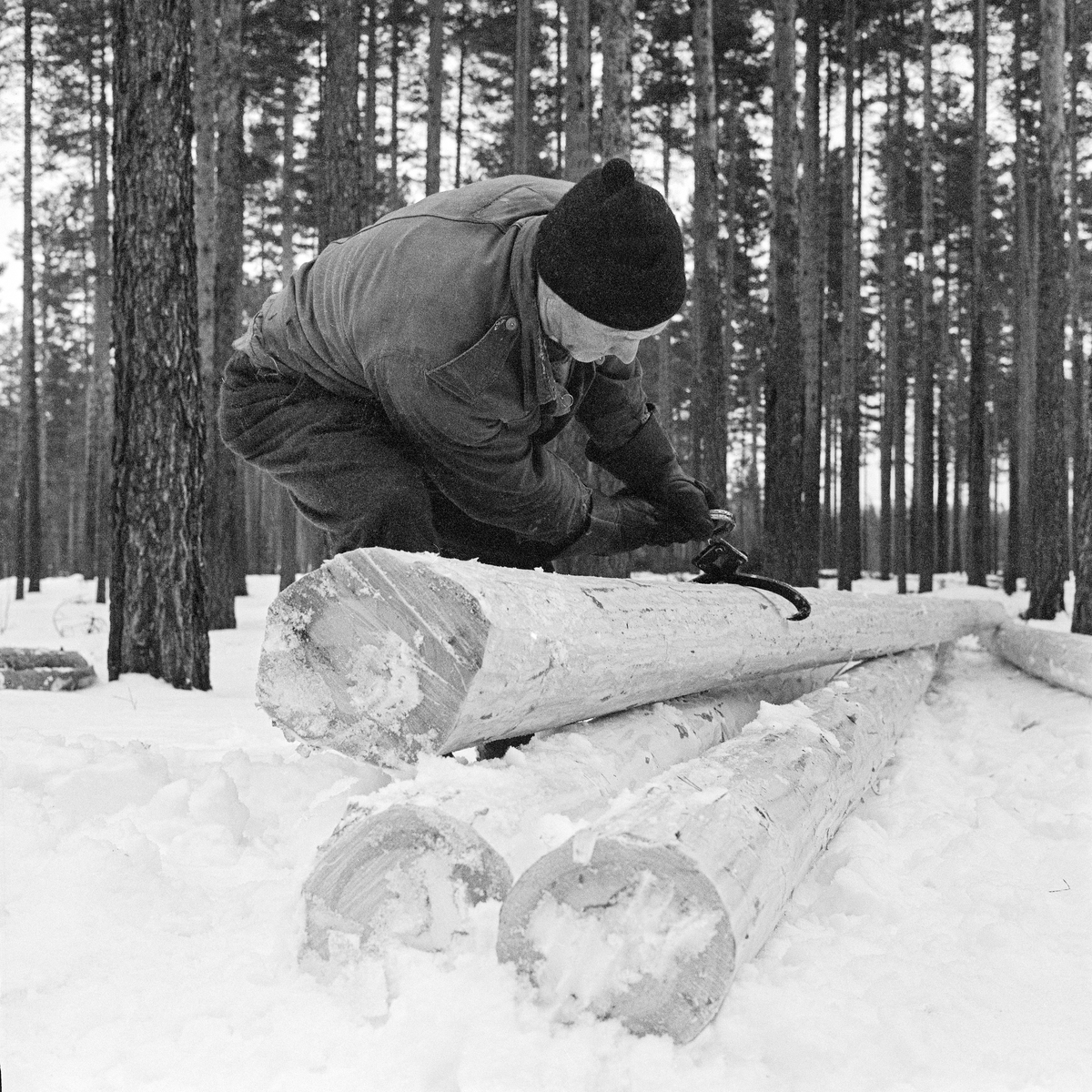 Tømmerkjøreren Johan Rasch (1916-2009) legger opp tømmer i ei lunne i Svartholtet i Elverum vinteren 1971.  Arbeidsredskapet var ei tømmersaks med lekker som gjorde at grepet om stokken ble strammet hardere jo kraftigere Johan dro i handtaksbøyla.  Tømmersaksa ble innført i norsk skogbruk tidlig på 1900-tallet.  Inntil da hadde det vært vanlig å slå ei øks inn i stokkendene for så å bruket økseskaftet som handtak når stokken skulle løftes eller vendes.  Denne øksebruken hadde ført til at det oppsto en del sprekkskader i tømmeret, noe som innebar at en del i utgangspunktet gode stokker måtte kortes i sagbrukene.  

Johan Rasch arbeidet i vadmelsbukser og dongerijakke, han hadde ullue på hodet og digre arbeidshansker på hendene.  Arbeidet med de tunge tømmerstokkene og saksa var belastende.  På sine gamle dager strevde Johan Rasch med smerter i hofter og rygg.