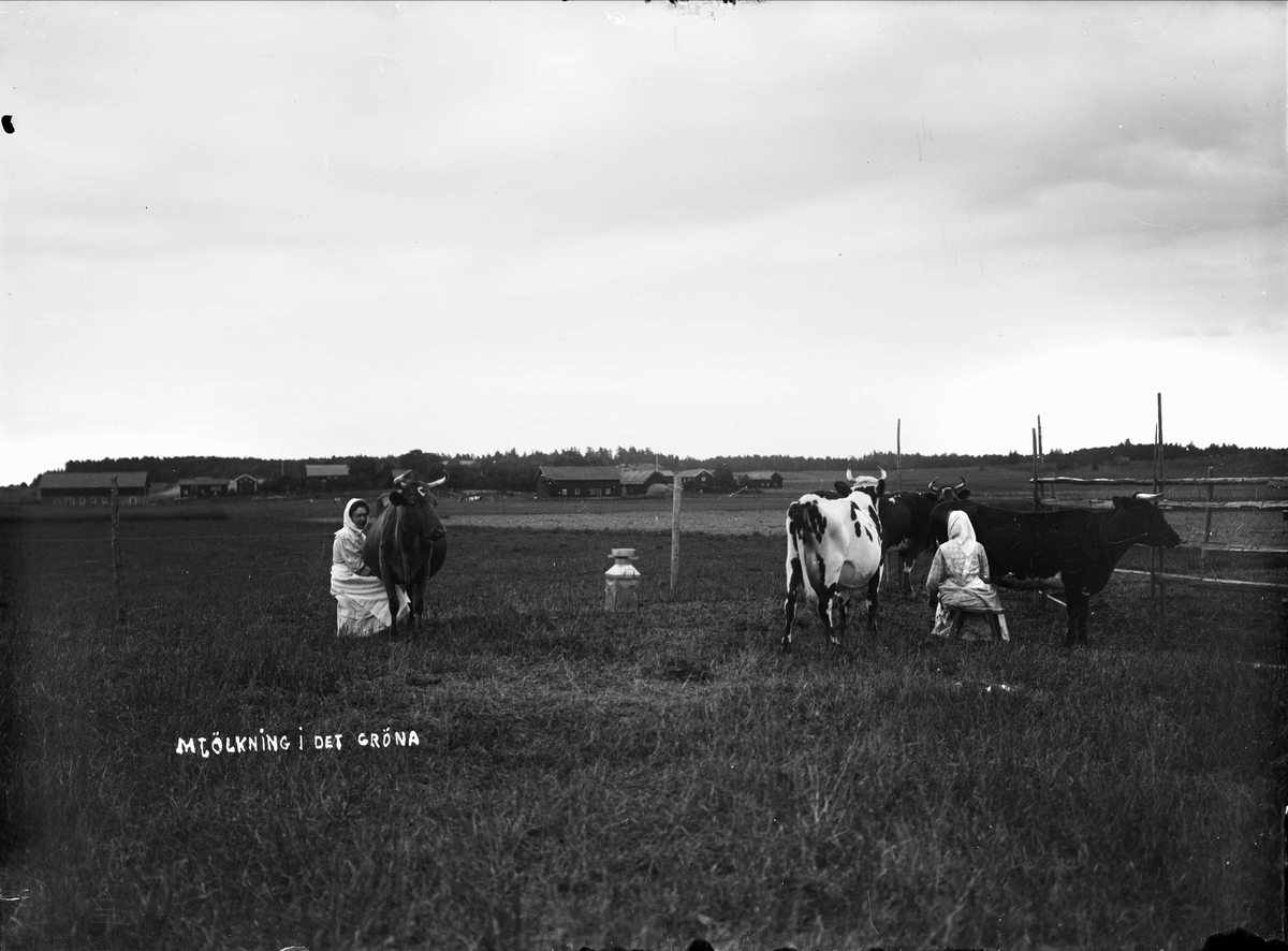 "Mjölkning i det gröna" - Anna Alinder sitter och mjölkar med Sävasta i bakgrunden, Altuna socken, Uppland i början av 1900-talet