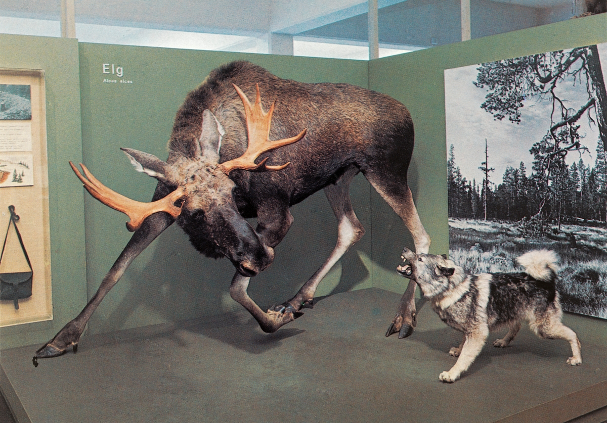 Postkortbilde av elgjaktmontasje i Norsk Skogbruksmuseums første basisutstilling om jakt- og fangst, som ble innviet i juni 1972.  Montasjen viser stålos – en elgokse som er opptatt av en gjøende grå elghund på cirka en meters avstand – og så er det opp til publikum å tenke seg at de er jegere som kan manøvrere seg i skuddposisjon mens skogens konge er opptatt av den lille, bråkete og irriterende forfølgeren.  Dyra er utstoppet i naturtro positurer, mens omgivelsene er stiliserte.  De står på et noenlunde kvadratisk podium av brunmalte sponplater.  Mot to av sidene er de skjermet mot tilstøtende utstillingsmontasjer ved hjelp av grønnmalte sponplater i cirka to meters høyde.  På baksida av disse er det festet 2X2-toms gråmalte stendere, som er forankret i taket ved hjelp av fjærbelastete beslag med endepigger.  På utstillingsplatene finner vi i tillegg til betegnelsene «Elg» og «Alcus alcus» og et stort svart-hvitt-bilde fra et myrområde omgitt av skog.  Fotografiet skulle vise artens foretrukne biotop.  I ei glasskasse helt til venstre i bildet skimtes ei lita jaktveske, samt tegning, fotografi og en liten tekst om dyregraver, som ble brukt i fangst på denne arten.  Motivet er fra ett av flere postkort som ble brukt til å markedsføre utstillingen og museet.  Elgen på bildet ble felt av jegeren Hans Berger ved Søndre Lemtjern i Slemdalen i Åmot i Østerdalen, nettopp på den måten montasjen viser.  Formgivinga er utført i samarbeid mellom preparant (taksidermist) Per Lynne, utstillingskonsulent Jostein K. Nysæther og zoologen Edvard K. Barth. 

Elgmontasjen er også med i den nye basisutstillingen «Tråkk i mangfoldig natur», som museet åpnet i 2014. 