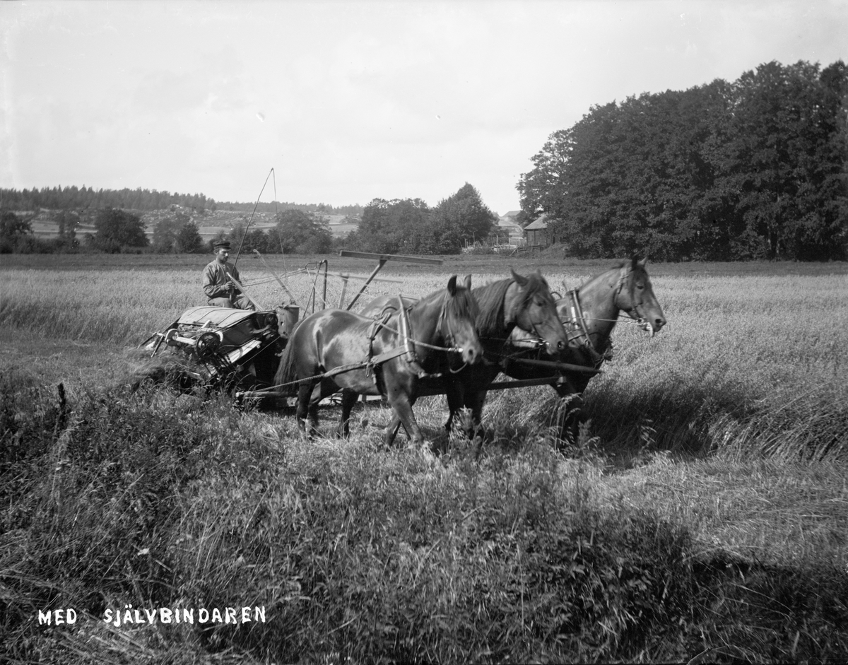 "Med självbindaren" - hästdragen jordbruksmaskin, sannolikt Sävasta, Altuna socken, Uppland i början av 1900-talet