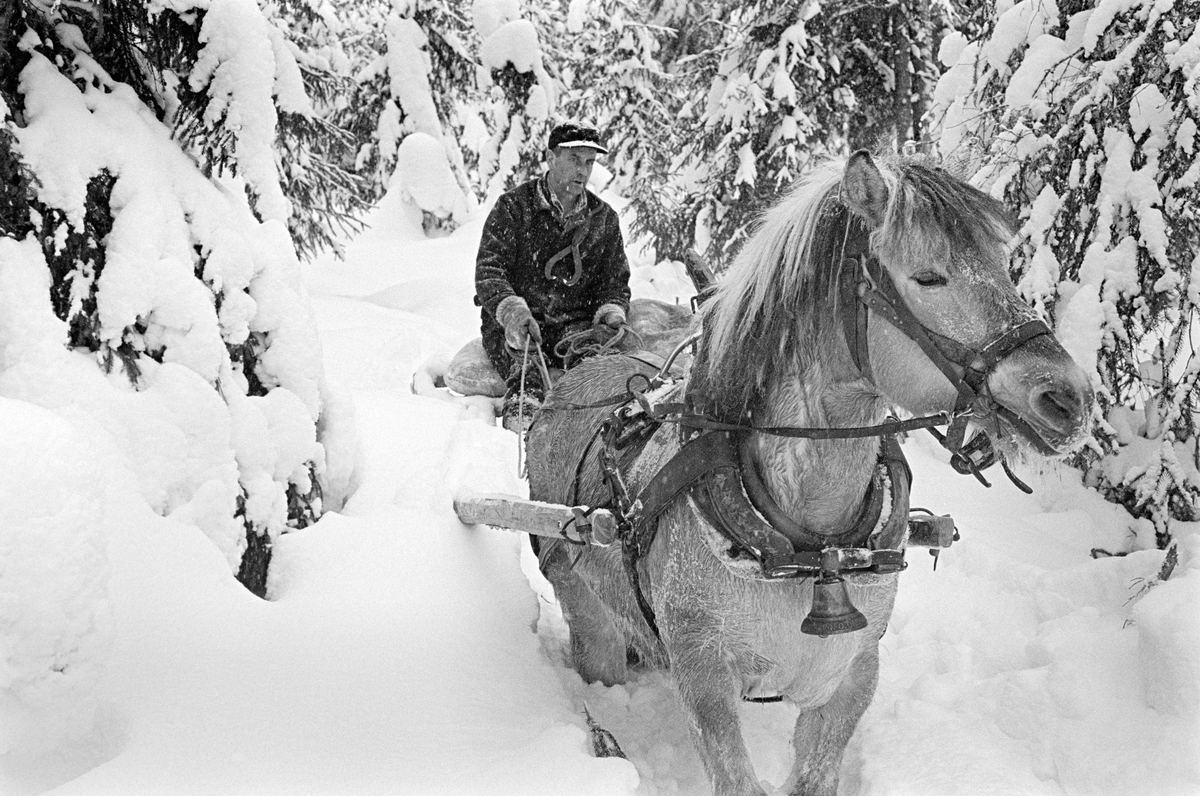 Tømmerkjøring i Nordre Osen (Åmot kommune i Hedmark) i februar 1980.  Fotografiet er tatt under oppkjøring av en snøpakket sledeveg i forholdsvis tett granskog.  Hesten til Ole Rismyr (1931-1984) fra Slettås i Trysil, en fjording, kom gående mot fotografen.  Bildet er tatt forholdsvis tett på hestehodet og bogselen, der det hang ei bjelle («Mora-vekke») i brystreima.  Bak trekkdyret skimter vi kjørekaren som satt med tømmene i hendene fremst på sleden, en «rustning» (todelt slede) der baksleden («geita») under tomkjøring ble lagt oppå framsleden («bukken»).  Rismyr brukte høysekken som sitteunderlag.  Han var kledd i mørke vadmelsklær, hadde skjoldlue på hodet og ei tømmersaks over skuldra.  Saksa skulle han seinere bruke under lessig.  Fotografiet er tatt i forbindelse med opptakene til fjernsynsfilmen «Fra tømmerskog og ljorekoie», som ble vist på NRK 1. mai 1981.  Ettersom poenget med denne filmen var å synliggjøre strevet i tømmerskogen i den førmekaniserte driftsfasen, viser den driftsprosedyrer og redskap som bare noen få veteraner fortsatt brukte på opptakstidspunktet.