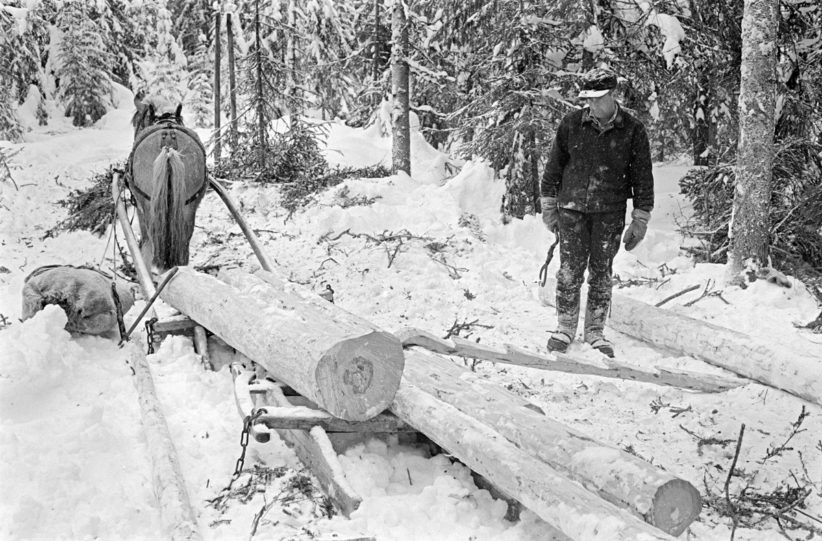 Lessing under tømmerkjøring i Nordre Osen (Åmot kommune i Hedmark) i februar 1980.  Fotografiet viser tømmerkjøreren Ole Rismyr (1931-1984) fra Trysil idet han plasserte tømmerstokker på sleden.  Dette var en «rustning», en todelt sledetype, der framsleden («bukken») hadde dreibar bank og var forbundet med baksleden («geita») ved hjelp av en jernkjetting.  Det barkete tømmeret som skulle kjøres lå ved siden av rustingen, og ble trukket opp på sleden ved hjelp av ei tømmersaks.  Kjørekaren brukte dessuten et hjelperedskap, en hakkete liten stokk («kjerring») som ble lagt vinkelrett fra tømmerlunna mot lasset, slik at en mann kunne vippe stokkene opp på sleden.  Ole Rismyr var kledd i mørk jakke og bukse av vadmel, og han hadde ei skyggelue på hodet.  I handa holdt han ei tømmersaks, som ble brukt som gripeklo under lessinga.  Hesten var en fjording, som sto stille under lessinga.  Til venstre for framsleden lå det en høysekk på snøen.  Fotografiet er tatt i forbindelse med opptakene til fjernsynsfilmen «Fra tømmerskog og ljorekoie», som ble vist på NRK 1. mai 1981.  Ettersom poenget med denne filmen var å synliggjøre strevet i tømmerskogen i den førmekaniserte driftsfasen, viser den driftsprosedyrer og redskap som bare noen få veteraner fortsatt brukte på opptakstidspunktet.