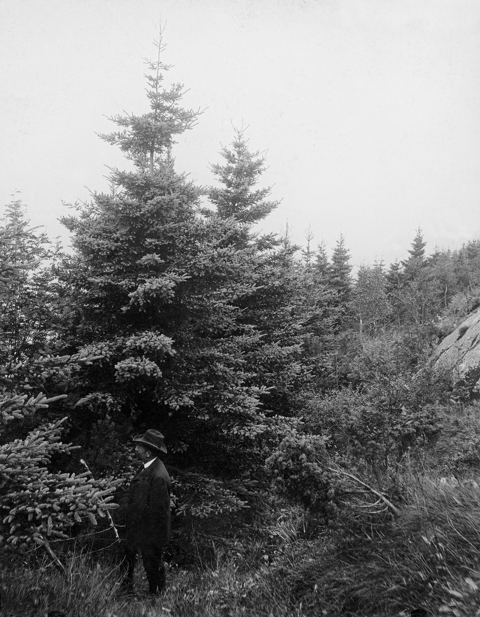 En dresskledd mann med hatt, fotografert ved en del grantrær som Bergen skog- og treplantingsselskap hadde fått plantet på Fløyfjellet, cirka 210 meter over havet.  Bildet er tatt i ei kantsone mot ei oppstikkende bergflate (til høyre på bildet).  Trærne, som da dette fotografiet ble tatt var 30 år gamle, var kvistrike og frodige.  Gran (Picea abies) var et av de treslagene som greide seg best på plantefeltene til Bergens Skov- og Træplantningsselskab. 

«Bergenske Skov- og Træplantningsselskab» ble stiftet i 1868 forsyne «de nu nøgne Fjeldsider i Bergens Omegn med Skov».  Arbeidet startet på den sida av fjellet Løvstakken som vendte mot byen, der treplantingsselskapet rett og slett kjøpte plantemark, men også organiserte planting på privat grunn.  Seinere fortsatte man på Fløyen og de andre bergensfjellene.  Planteprosjektene ble dels finansiert gjennom kontingenten bergensborgerskapet betalte for å være medlemmer av treplantingsselskapet, dels ved bidrag fra lokale fond og også med offentlige bidrag.  Statens skogfunksjonærer på Vestlandet administrerte virksomheten.  Forstmester Andreas Tandberg Gløersen (1836-1904) og skogplanter Martin Adolf Grude (1841-1918) mente at det kunne vokse bartrær i jordsmonnet, som besto av sand og grus.  Elever fra landbruksskolen på Stend bidro i plantearbeidet.  Det ble først plantet norsk gran (den gang kalt Abies excelsa), norsk og østerriksk furu (Pinus silvestris og Pinus austriaca, Høss.), og lerk (Larix euopea).  Det ble også plantet noe canadisk kvitgran (den gang kalt Abies alba, Lawson), som hadde greid seg godt i danske og nordtyske hedeplantinger, og ble ansett for å være et godt lovende treslag i kystegnene.  Importfrø av sistnevnte treslag var imidlertid kostbart, noe som nok begrenset bruken.  Lerketrærne skjøt raskt i været, men skrantet etter hvert.  Skogfunksjonærene antok at dette skyldtes jordsmonn og klima, og bruken av dette treslaget ble trappet ned.  Furua greide seg derimot bra, og gran vokste fantastisk.  Alt i slutten av 1870-åra kunne man konstatere at «tidligere udførte Træplantninger i Løvstakkens Skraaning trives ogsaa godt og begynde nu at blive iøinefaldende fra Byen af.»