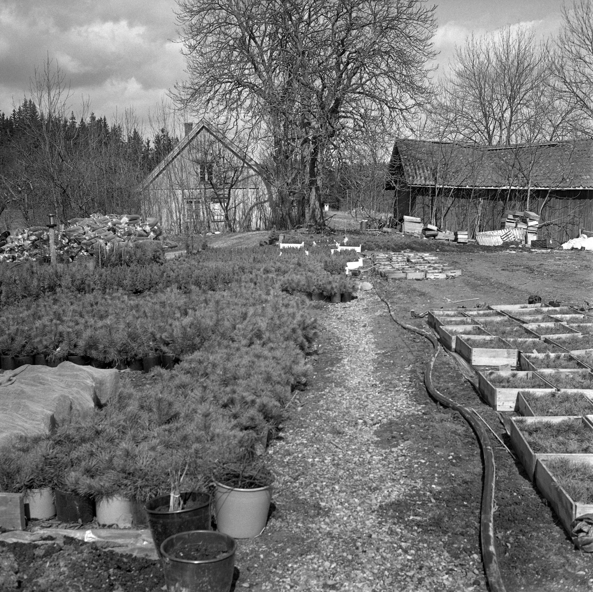 Produksjon av prydtrær i Ski i Akershus, antakelig omkring 1970.  Til venstre i bildet ser vi en del furuliknende planter i stor potter, til høyre sto det noe mindere planter i trekasser.  I bakgrunnen skimtes våningshuset og deler av driftsbygningen på et noe forfallent småbruk.  Dette er sannsynligvis det stedet der Arne Rusten (1923-1988) startet handelsplanteskole i 1969.  Rusten var fra Øyer i Gudbrandsdalen.  Etter å ha gått småbruks- og hagebruksskolen på Valle på Toten, ble han etter hvert student ved hagebrukslinja på Norges landbrukshøgskole på Ås i Akershus.  Etter avlagt eksamen der arbeidet Rusten et par år ved NLHs Institutt for planteskoledrift.  I midten av 1950-åra var den unge hagebrukskandidaten et par år i USA, hvor han praktiserte ved forskjellige planteskoler.  Etter hjemkomsten ble han igjen knyttet til planteskolemiljøet ved Landbrukshøgskolen.  I perioden 1961-1969 var Rusten planteskolekonsulent for Det norske Skogselskaps planteskoler, og i 1968 gav han ut boka «Produksjon av skogplanter».  I 1969 etablerte Rusten en handelsplanteskole med prydtrær som hovedprodukt på Nordby i Ski.  Fotografiet kan være fra dette anlegget.