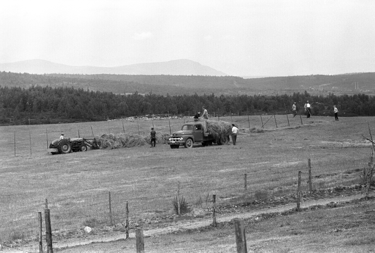 Bonde og tidligere motstandsmann Israel Krupp driver gård i Sør-Fron i Gudbrandsdalen. Høyonna er i gang. Her blir høyet tatt ned fra hesjene. Krupp står på siden av lastebilen.