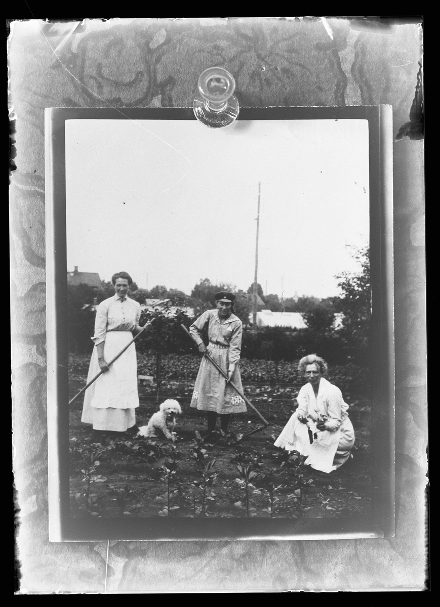 Reprofoto av fotografi på tre kvinnor som arbetar i en trädgård. På bilden syns också en vit hund. I fotografens anteckningar står det "Rep. för Axel Johansson".