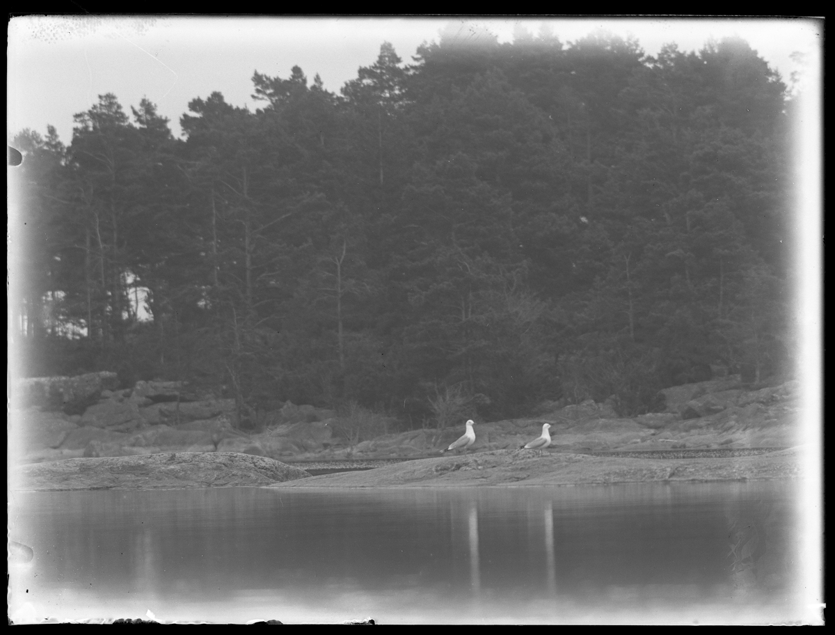 Två måsar fotograferade på klippor vid en sjö.