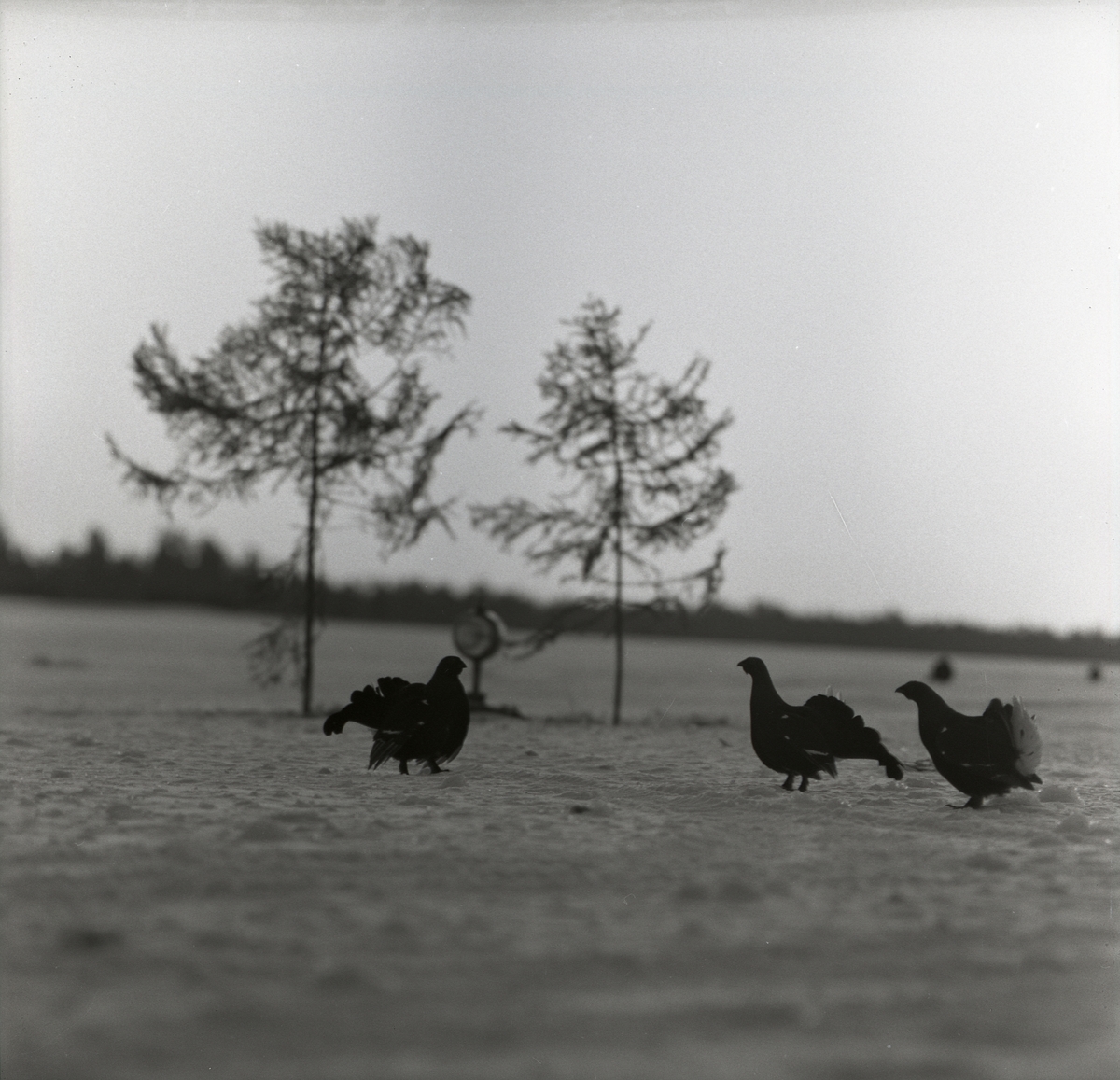 Tre orrar på marken med träd och strålkastare i bakgrunden vid F15 i Söderhamn, 1957.