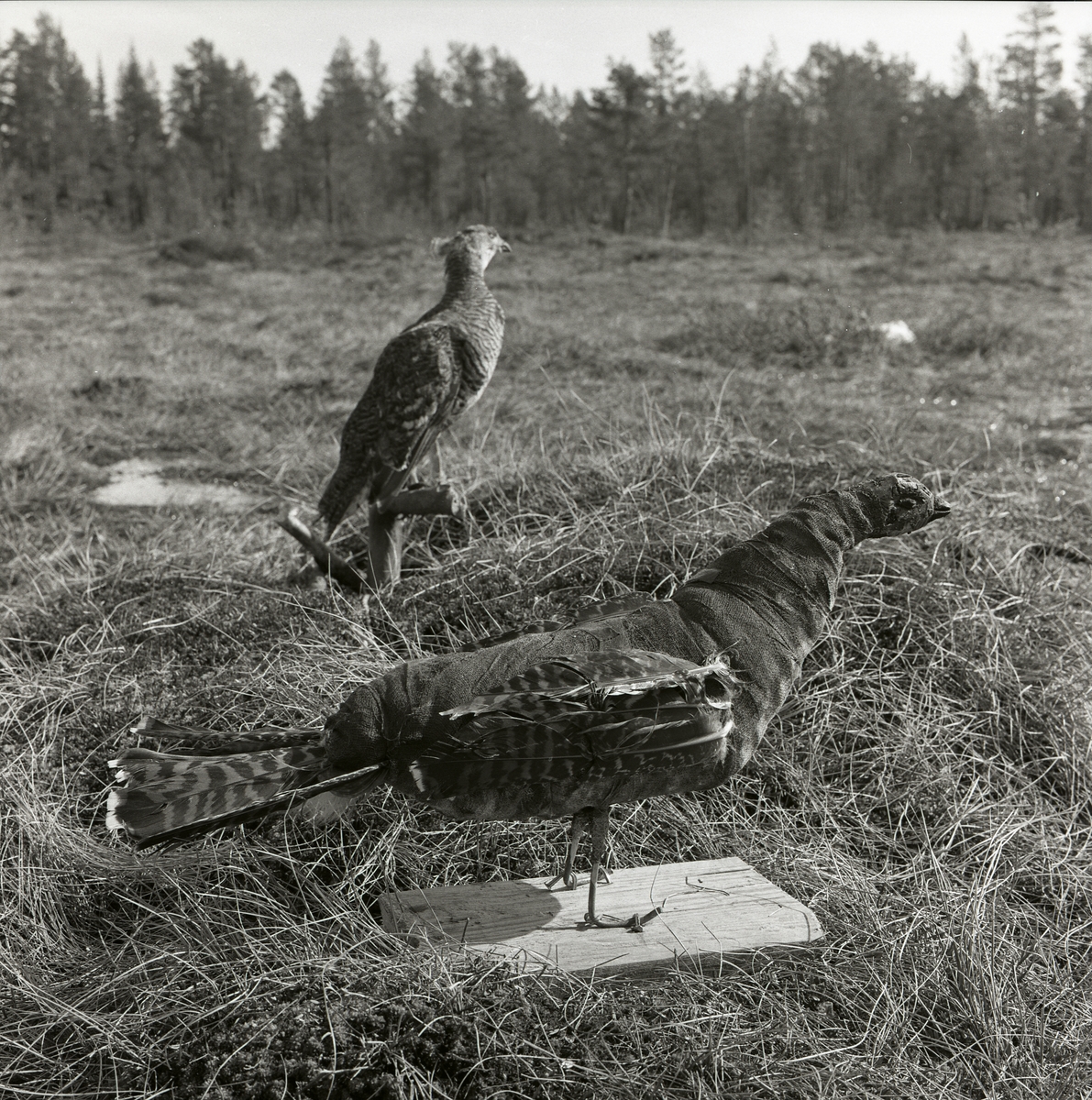På ett fält står en uppstoppad orrhöna och framför denna en skapelse som fotografen kallar "Plåt-Johanna".