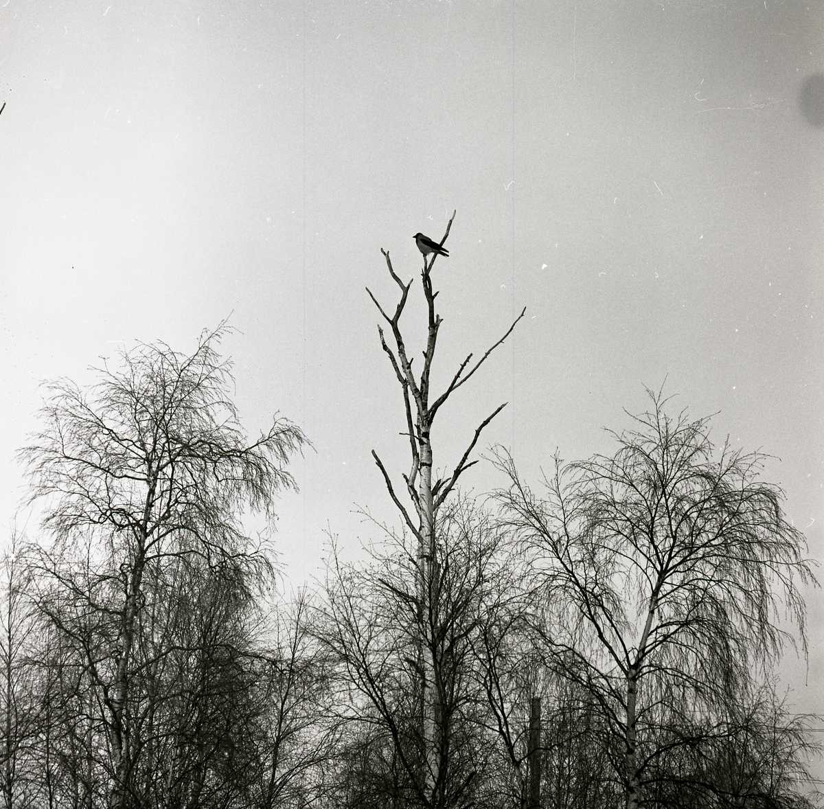 En kråka sitter högst upp i en torrbjörk i Arbrå.