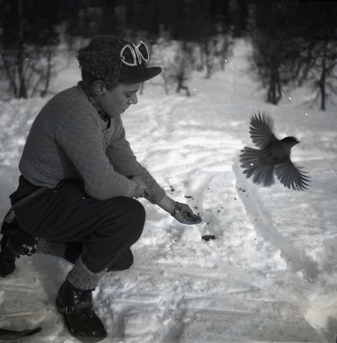 En pojke sitter i snön och en lavskrika har precis flugit iväg från hans hand, Åre den 26 februari 1953.