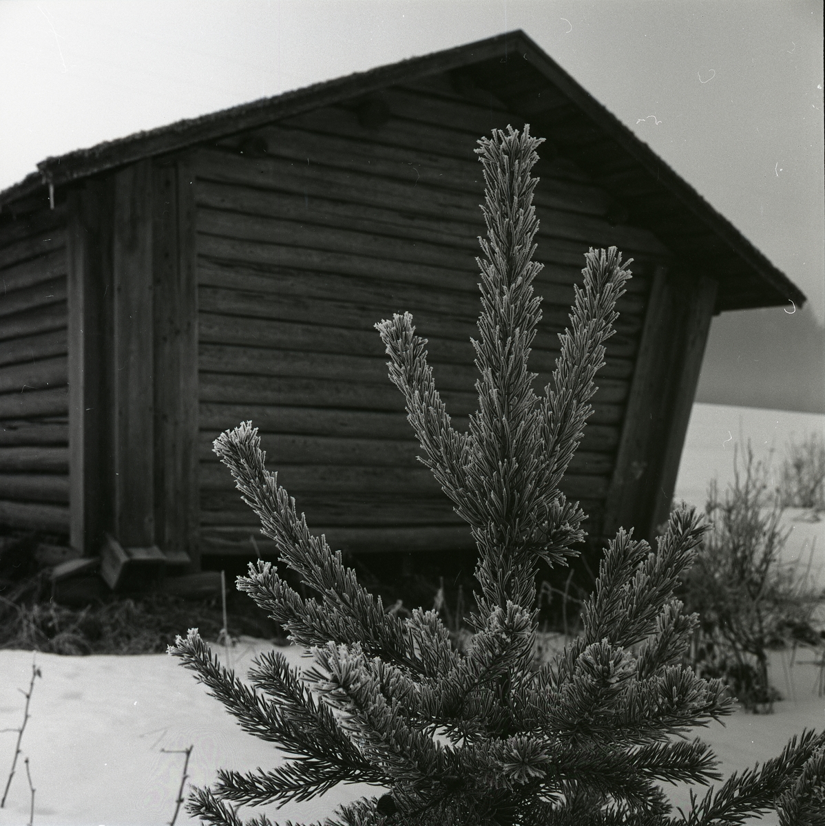 Frostig granplanta mot lada på Utegår´n i december 1960.