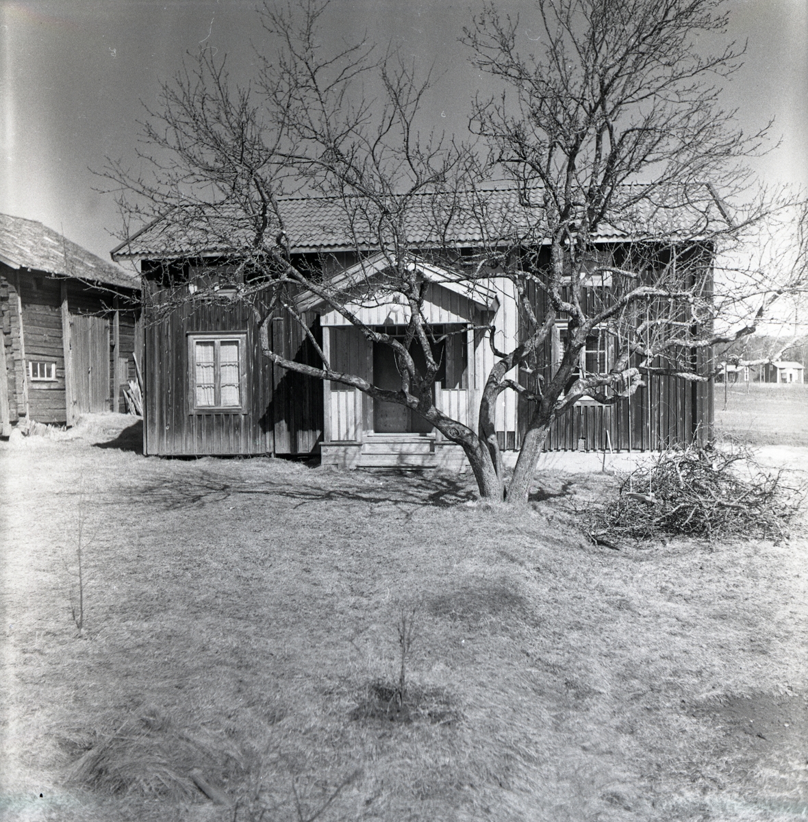 Ett beskuret träd framför Edvins i Ulva, 1950.