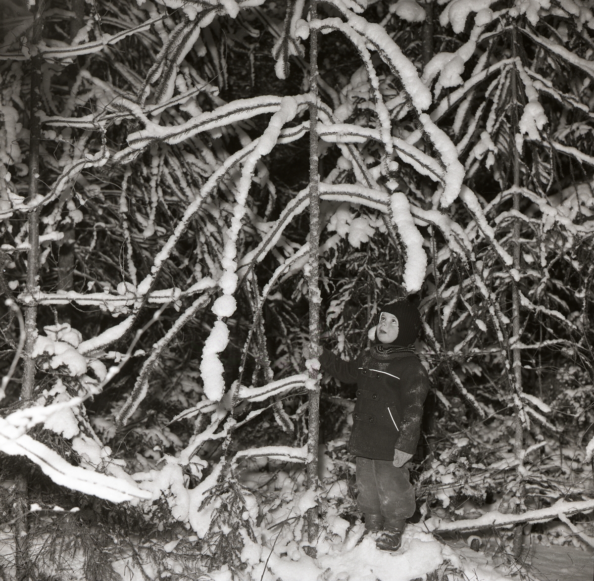 En pojke står vid en gran och håller om stammen med ena handen, 13 januari 1958.
