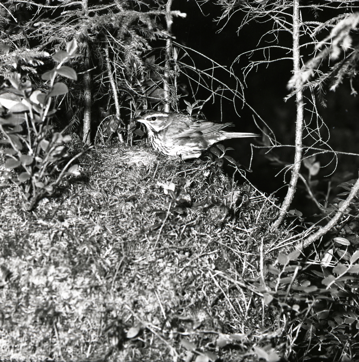 En rödvingetrast sitter vid sitt bo, juni 1961.