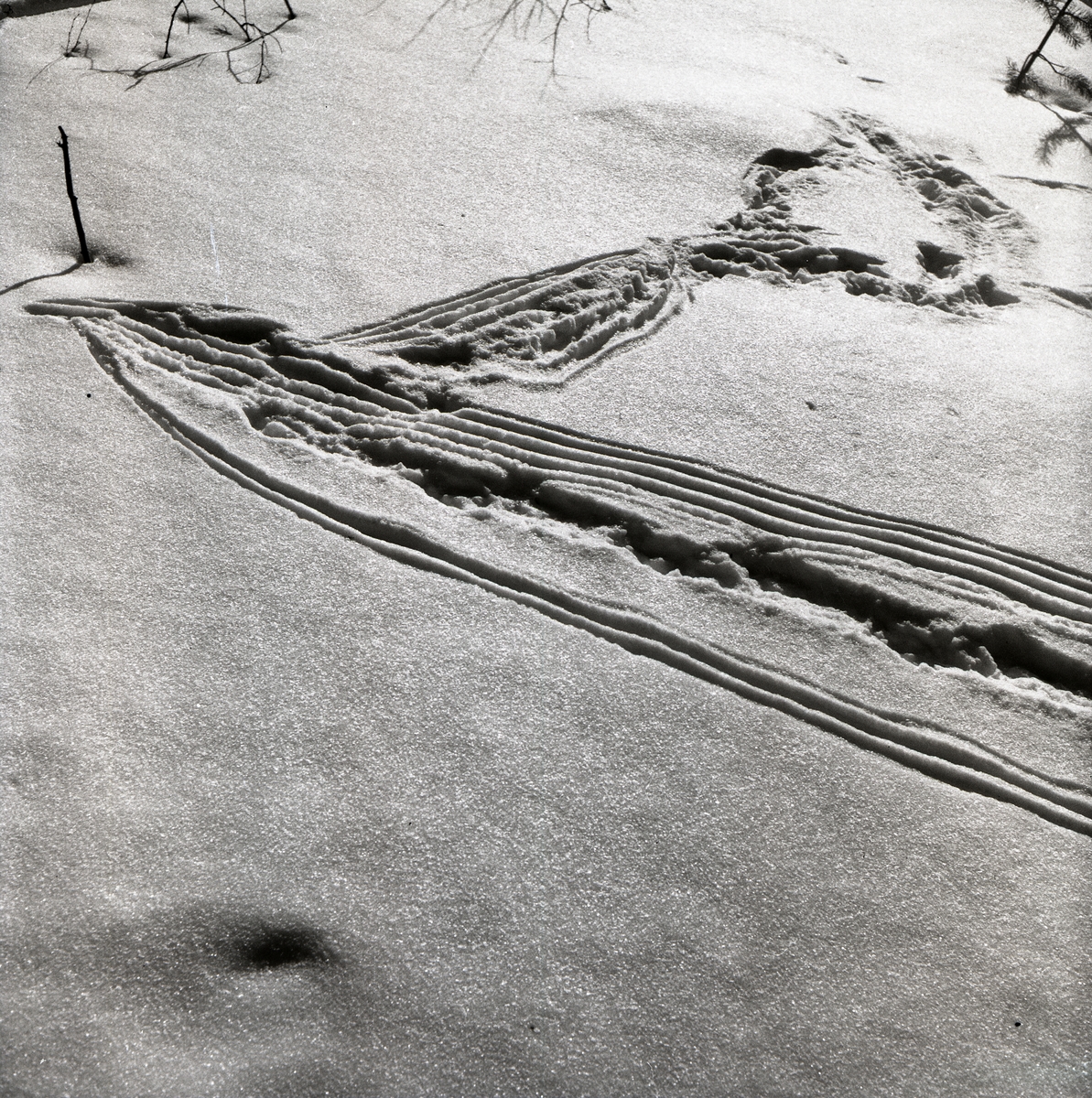 Tjäderspår i snö den 3 april 1955.