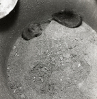 Två sorkar i en flödvattenbrunn, juli 1959.
