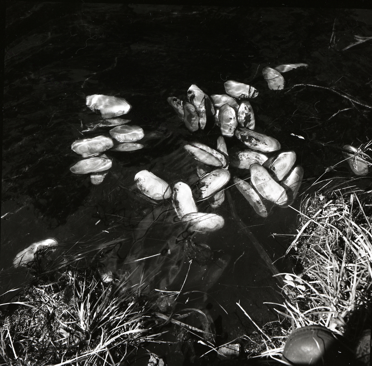 Flodmusslor i ett vattendrag vid Blecksjö, 3 juni 1958.