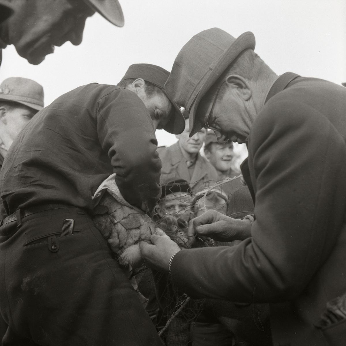En grupp män tar hand om några harar som fastnat i ett nät på Storön, 6 oktober 1957.