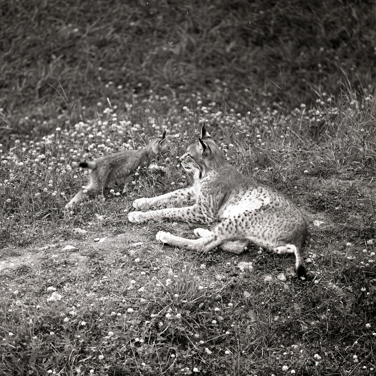 Ett lodjur med unge ligger i gräset vid Frostavallen, juli 1963.
