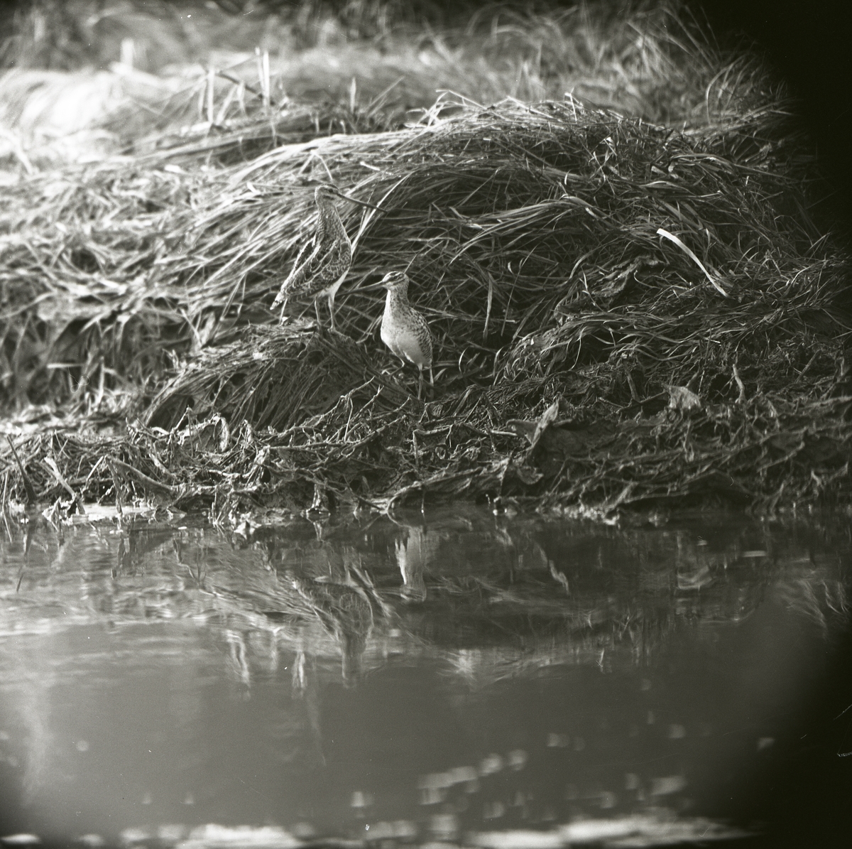 En enkelbeckasin står i gräset intill ett vattendrag, 1964.
