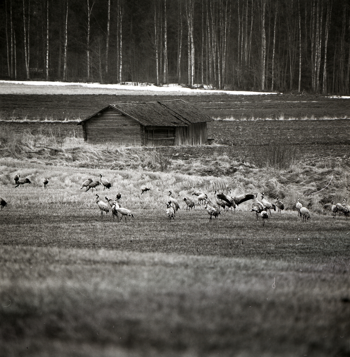 En flock tranor står på en åker vid Broddens, våren 1972.