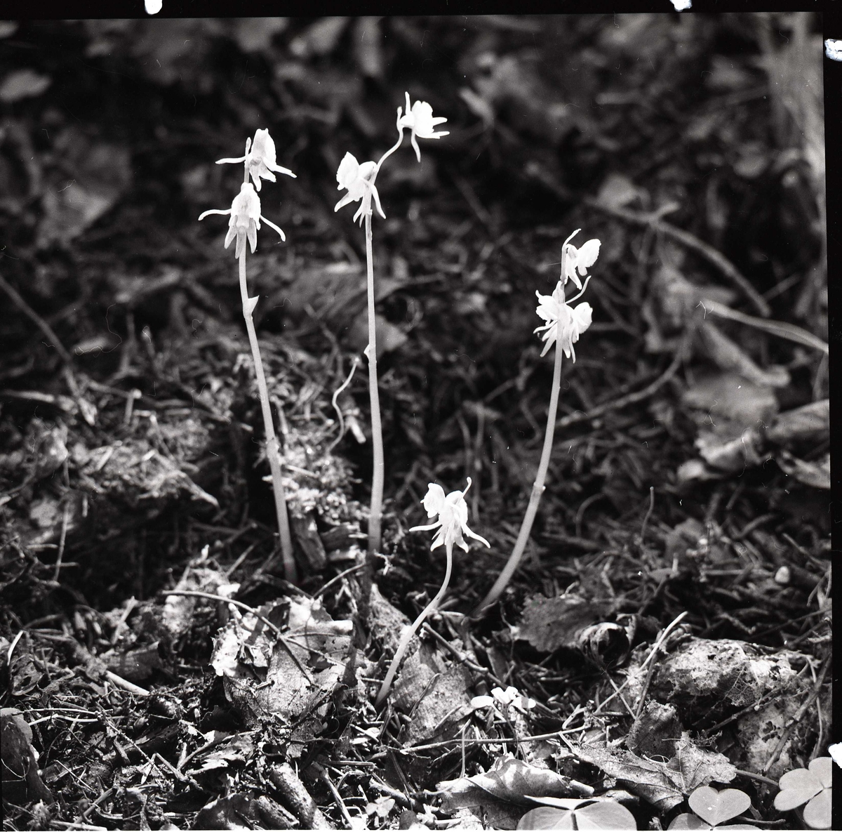 Skogsfrun, (mycket sällsynt orkidé ) Lindefallet 2 augusti 1956.