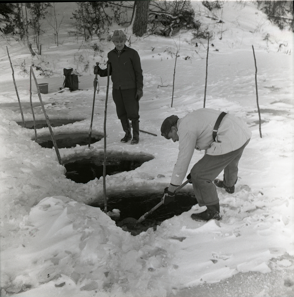 Två män ägnar sig åt ryssjefiske, Segersta 1962. Flera öppna vakar i isen markerade med störar.