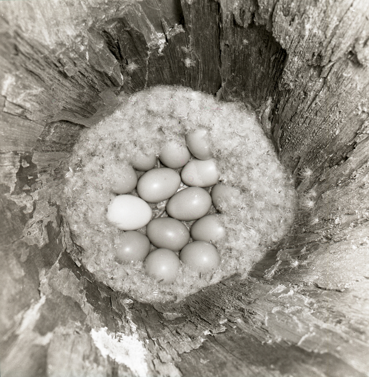 I ett fågelbo vid Hölesjön ligger knipägg inbäddade i dun, juni 1959.