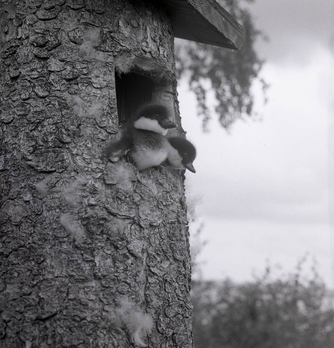Två knipungar sitter i en fågelholksöppning och tittar ut i Hamnäs den 3 juli 1966.
