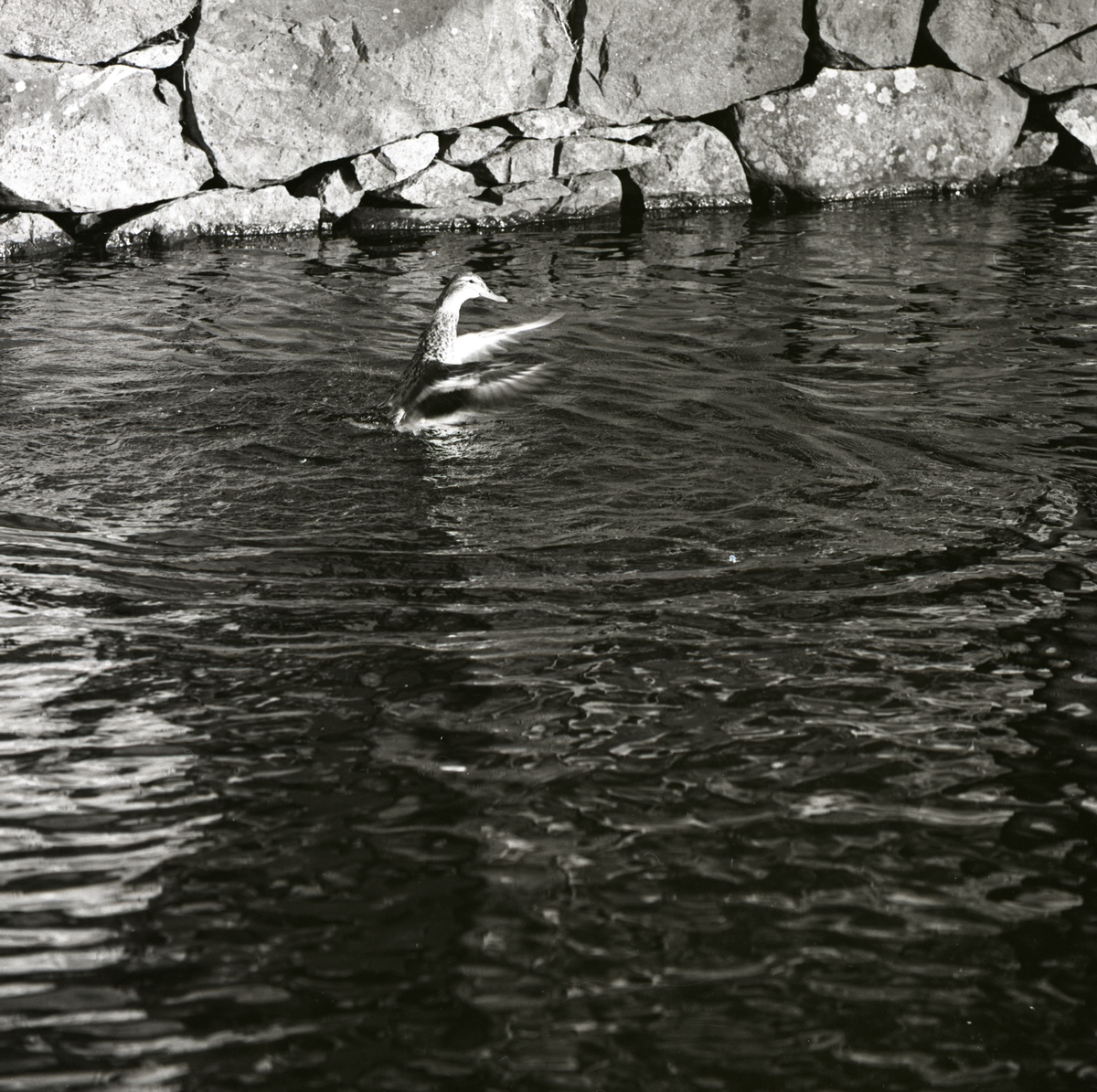 En and har rest sig och flaxar med vingarna i ett vattendrag vid Hultsfred, mars 1961