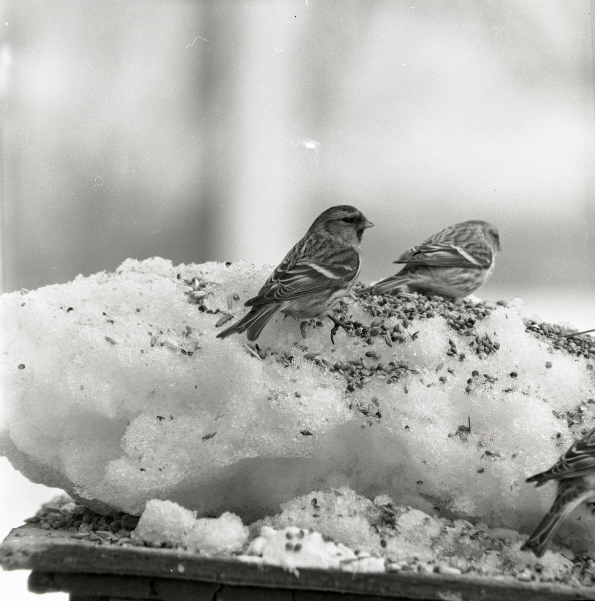 Några fåglar sitter på ett fågelbord bland fågelfrön i snön, 1971.