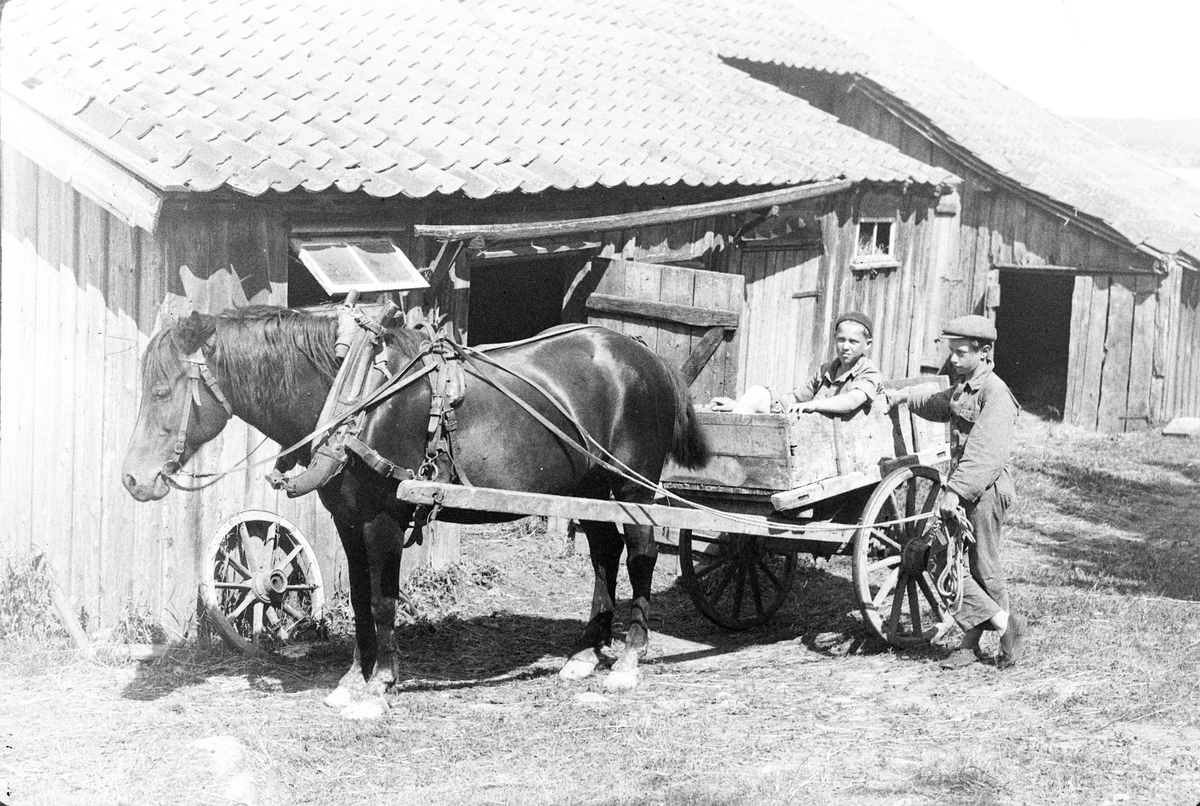 En pojke sitter i en vagn som spänts för en häst. Bredvid står ytterligare en pojke. I fotografens anteckningar står det "35 films fr. semester på Halö".