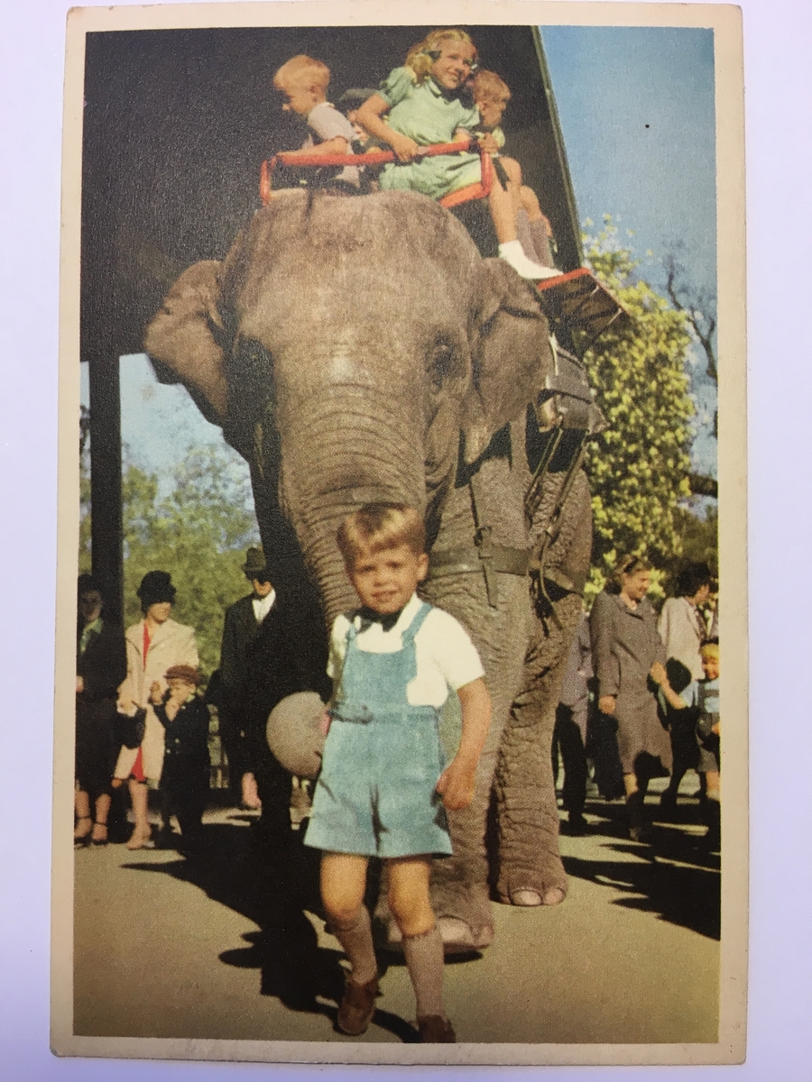 Vykort från Skansens. Barn som rider på elefanten Bambina, en liten pojke leder elefanten vid snabeln.