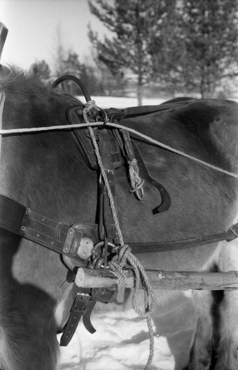 Fra Hærens Hesteskole på Starum. Bilde som viser hvordan en sykebåre trukket av hest festes til hestens seletøy..