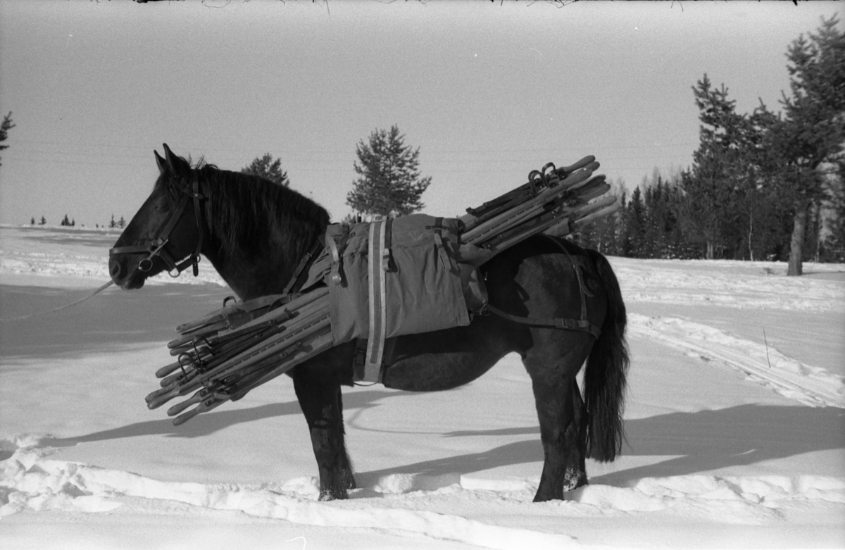 Fra Hærens Hesteskole på Starum. Serie på 9 bilder av hest lastet med kløv som trolig består av sykebårer.