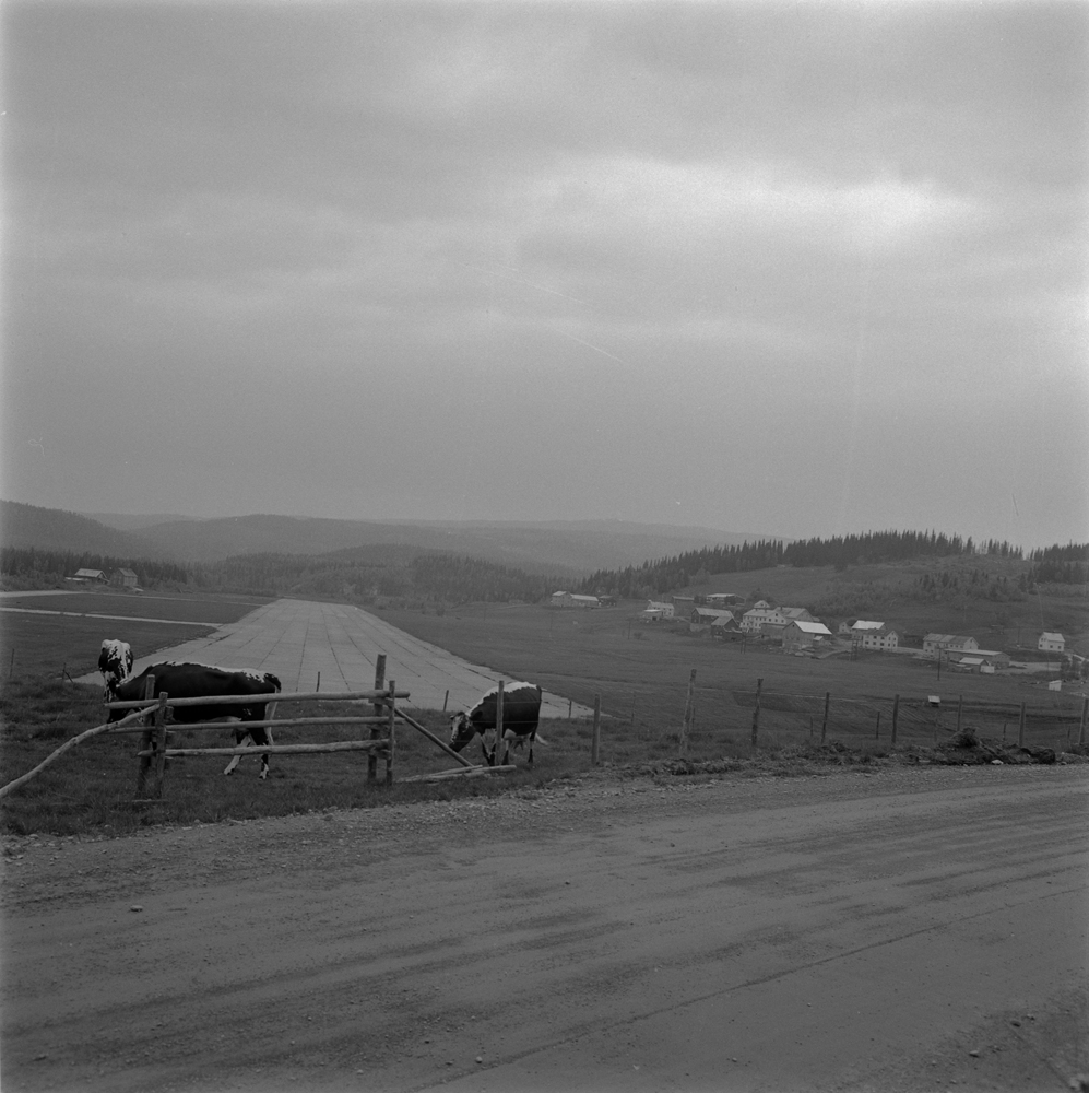 Hattfjelldal. Flystripa, kyr som beiter. I forbindelse med Hattfjelldal Kommunes 100 års jubileum sommeren 1962.