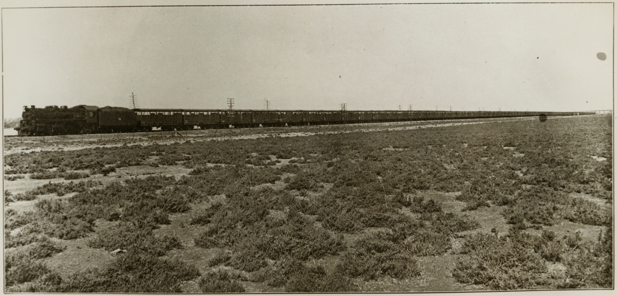South Australian Railways, SAR 710 ånglok, även kallad "Mikado" klass, med godståg av boskapsvagnar.